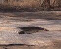 Каждый год одно и тоже.. перед Пасхой делают асфальт.. а уже через месяц он испаряется..это дорога по ул.Абгагенровская, от ул. Лавровой вверх к церкви..