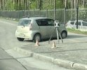 Та же самая бизнес леди 
На подъезде к Академ городку