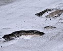 Много таких ям по правой стороне дороги в сторону Кунгура которая угрожает безопасности движения и просто убивает подвески автомобилей.